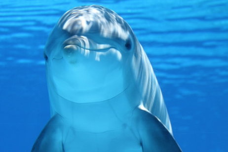 Un superordenador resuelve el gran misterio de los delfines: así alcanzan velocidades extremas bajo el agua