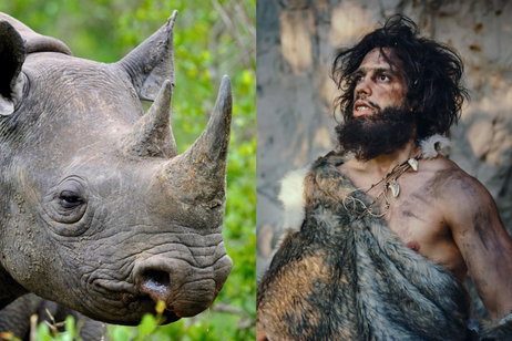 Un estudio revela que los neandertales usaban dientes de rinoceronte como martillos para esculpir herramientas de piedra